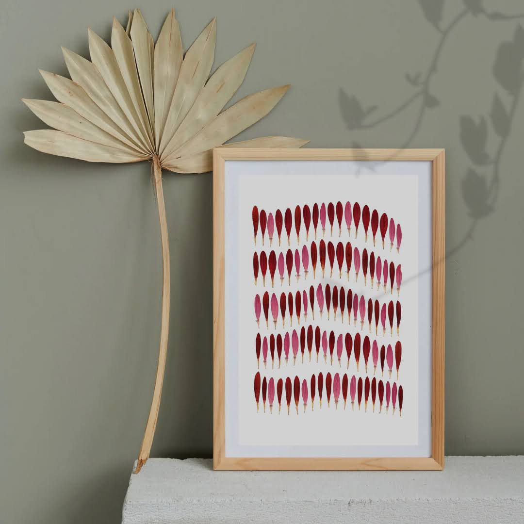 Pressed Flower Art Print - Gerbera Petal Parade -