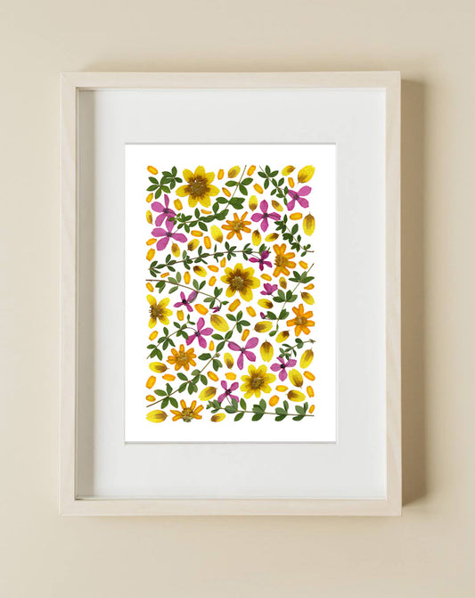 Pressed Flower Art Print  -Tetratheca+Zinnia  -