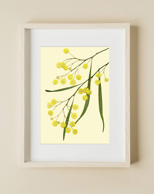 Pressed Flower Art Print  -Wattle (Australian native)  -