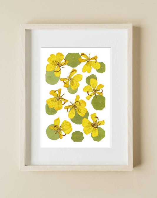 Pressed Flower Art Print  - Nasturtium+Tipuana  -